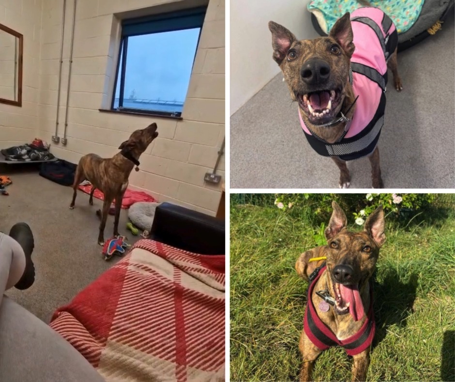 Name: Nova Age: 6-years-old Location: RSPCA Sheffield Shelter Loves ...