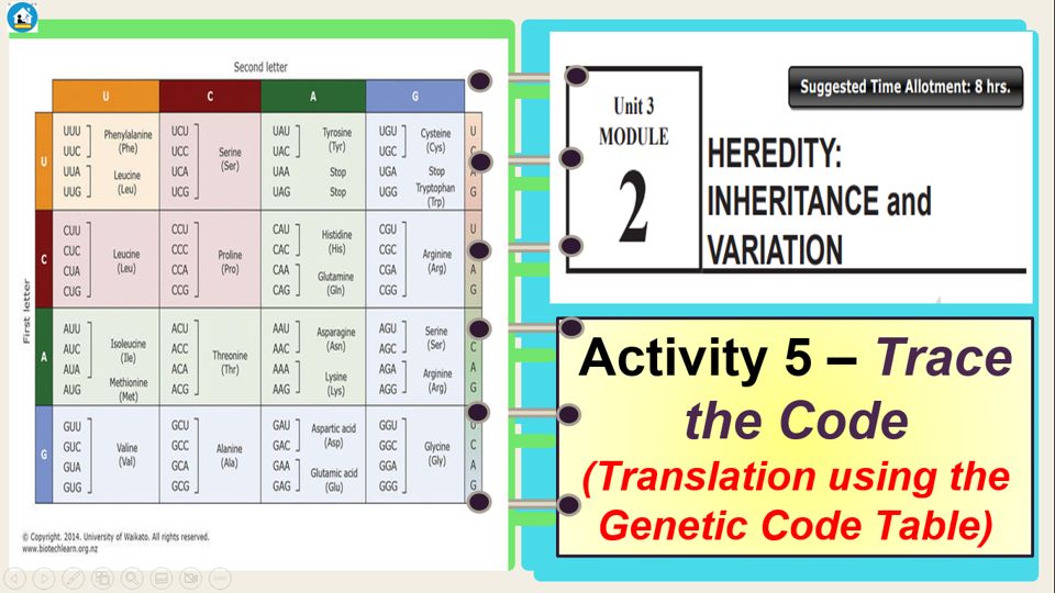 Identify the amino acids coded for by the mRNA codon using the Genetic ...