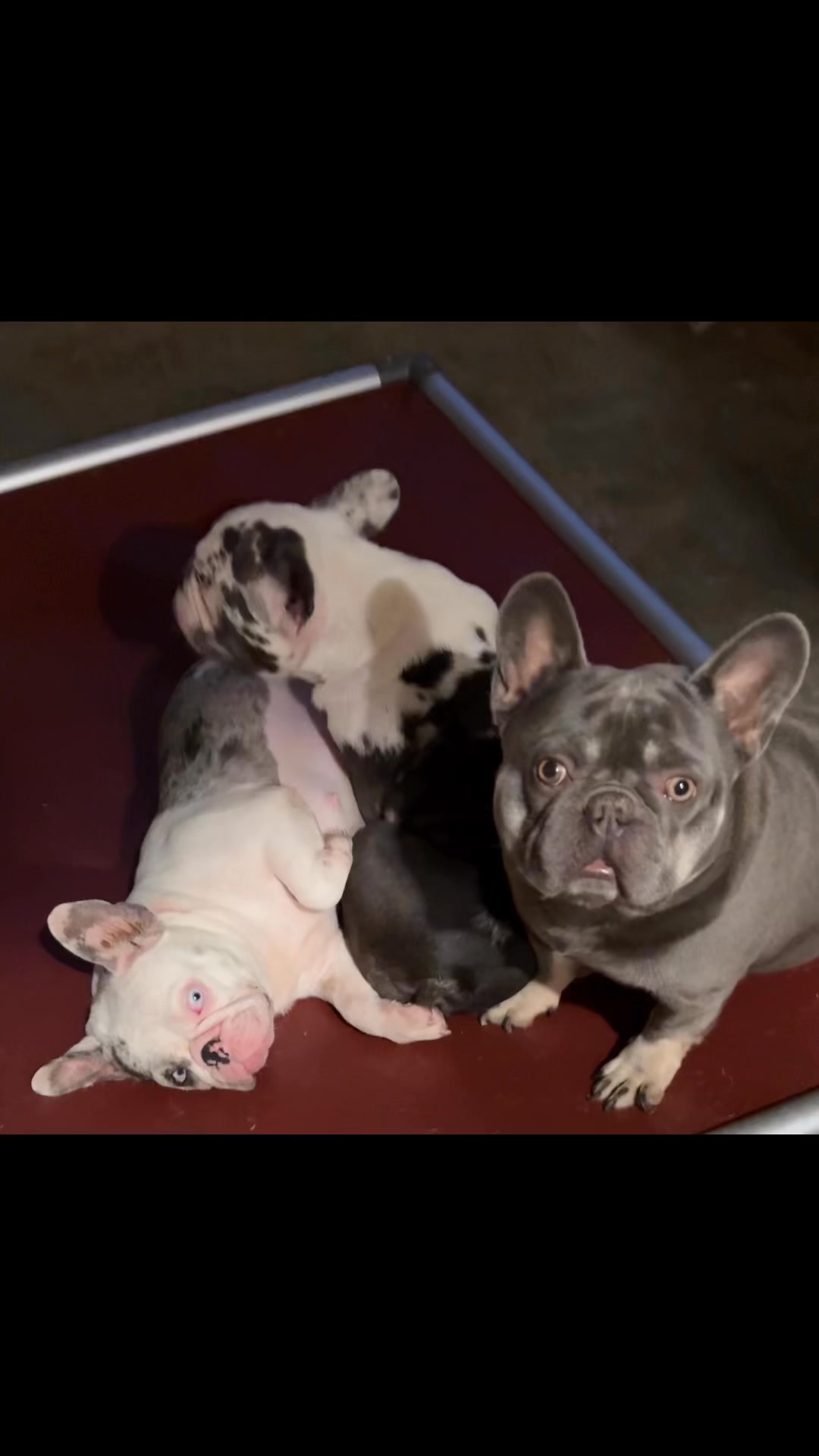 Happy Friday! They are so sweet with pregnant Pynki all cuddled up on ...