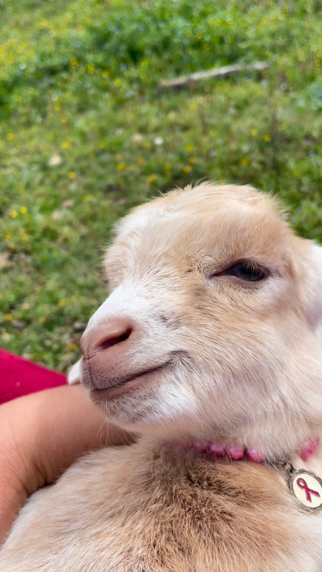 #goatbaby #goatlove #goat #mygoats🤤🐐😍 ️😴 | Zolikha Bouanan | Facebook