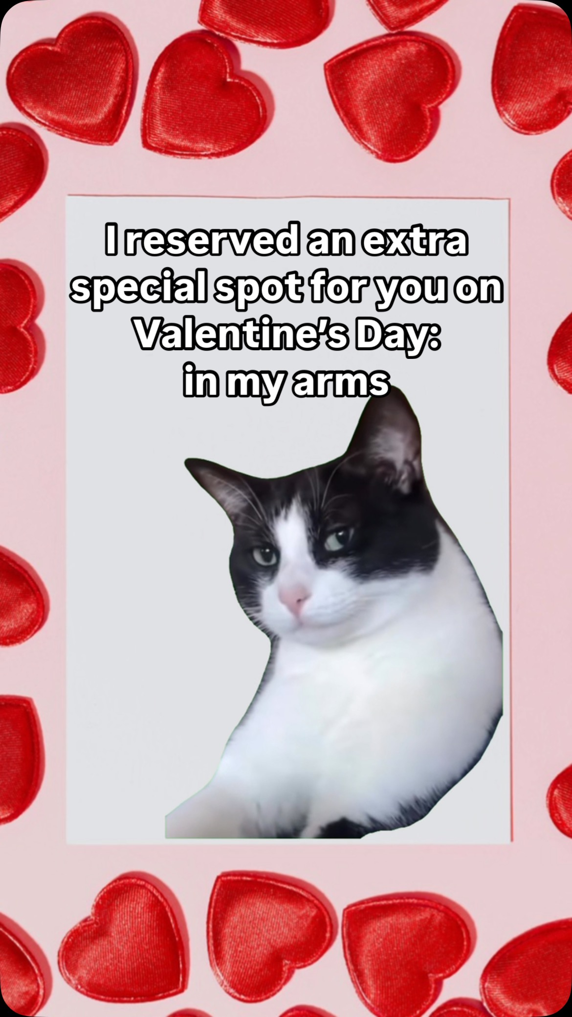 Happy Valentine’s Day 😻😹 • • • • • #cat #cats #valentine #valentines # ...
