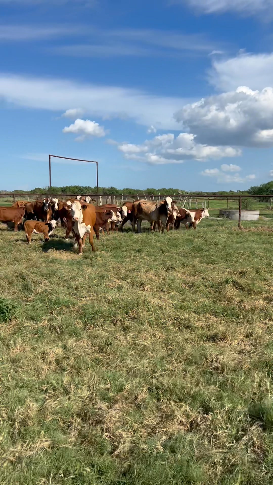 El Campo Livestock Exchange LLC 💠Pearl of the Prairie💠 Fall special ...