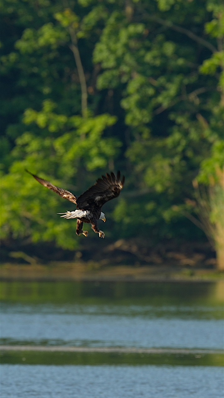 Female bald eagle jumping around in pond…#Sony #sonyalpha # ...