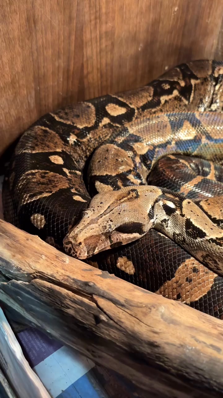 Midlands Reptile Rescue | Birmingham