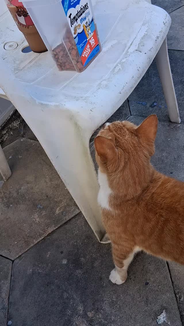Meet my charming friend Felix, the stray kitty who brings endless joy ...