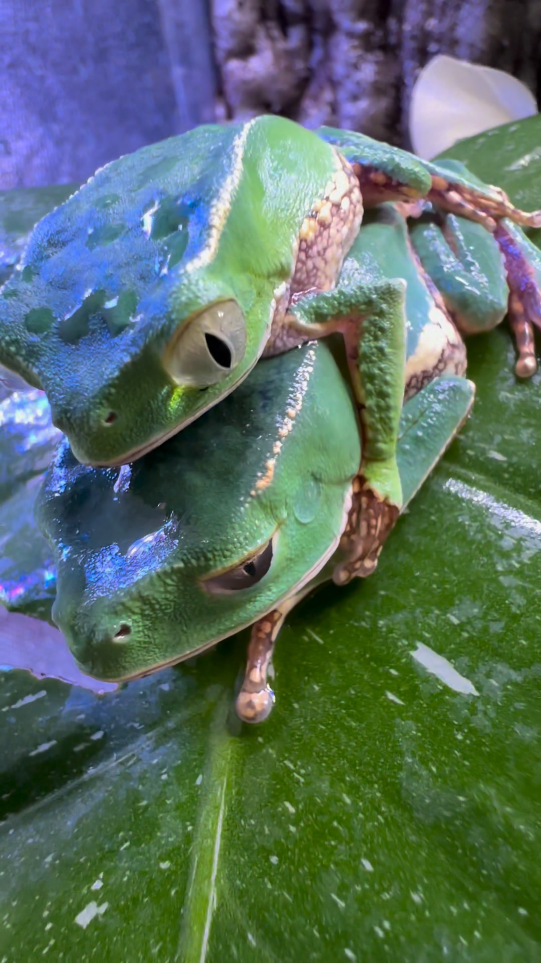 White lined monkey frogs in amplexsus! The female will carry the male ...