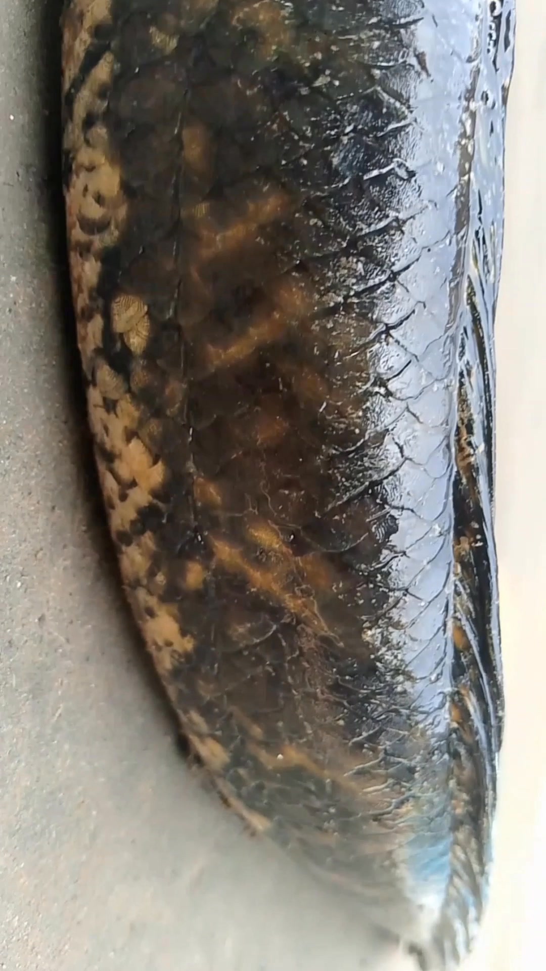 JashoreFish