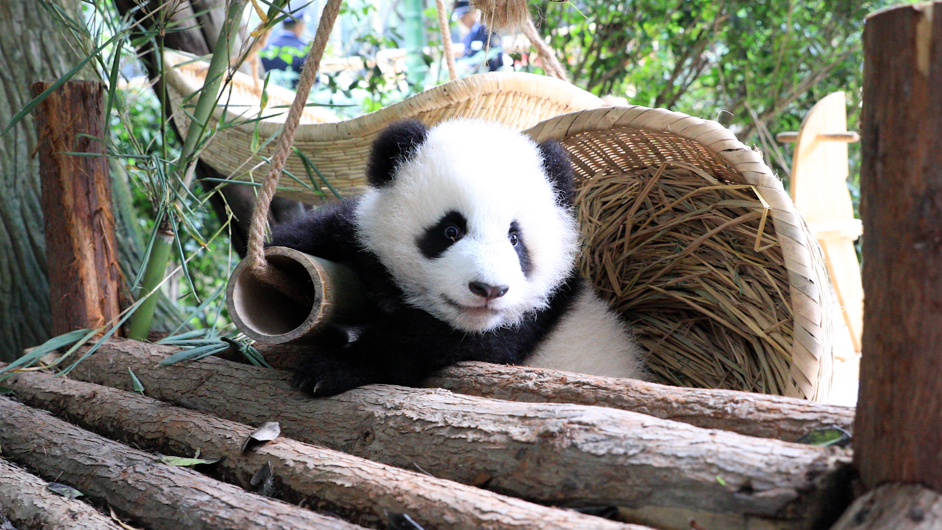 Who is this cutie pie? Oh, it’s just the little old me! (Cheng Lang) # ...