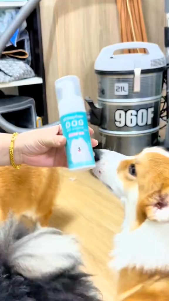 Dirty Paws แชมพูออร์แกนิค 4 in 1 สำหรับ สัตว์เลี้ยง - น้องหมูหยองชอบมาก ...