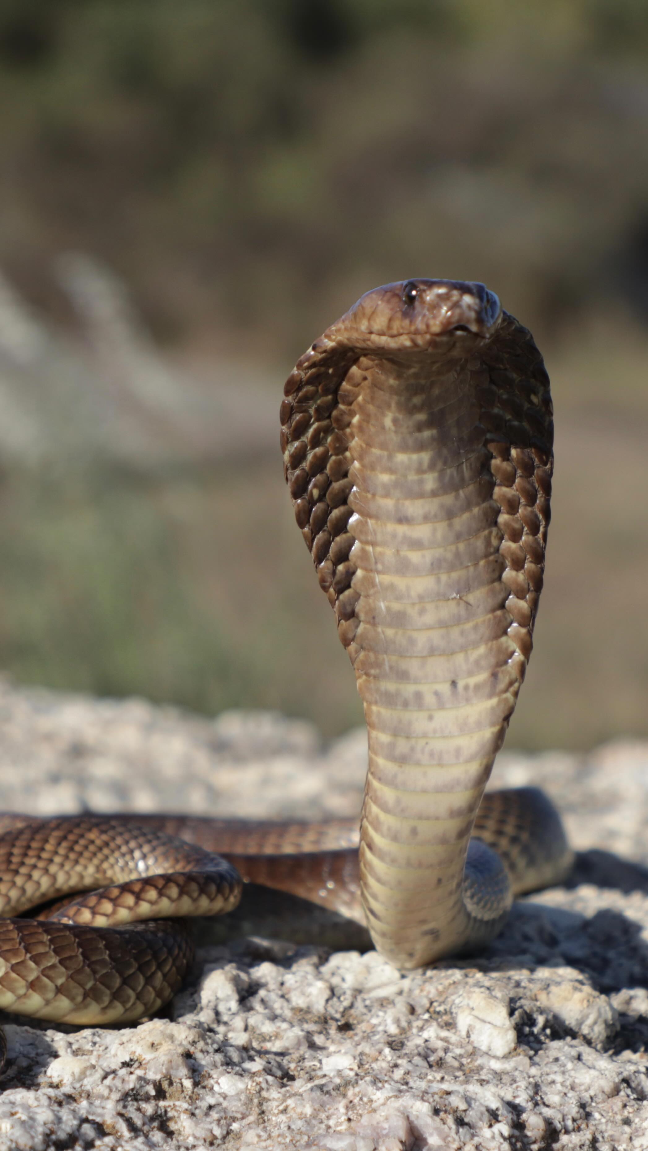 Cape Cobra removed from La Roche Estate in Stellenbosch. “This snake ...