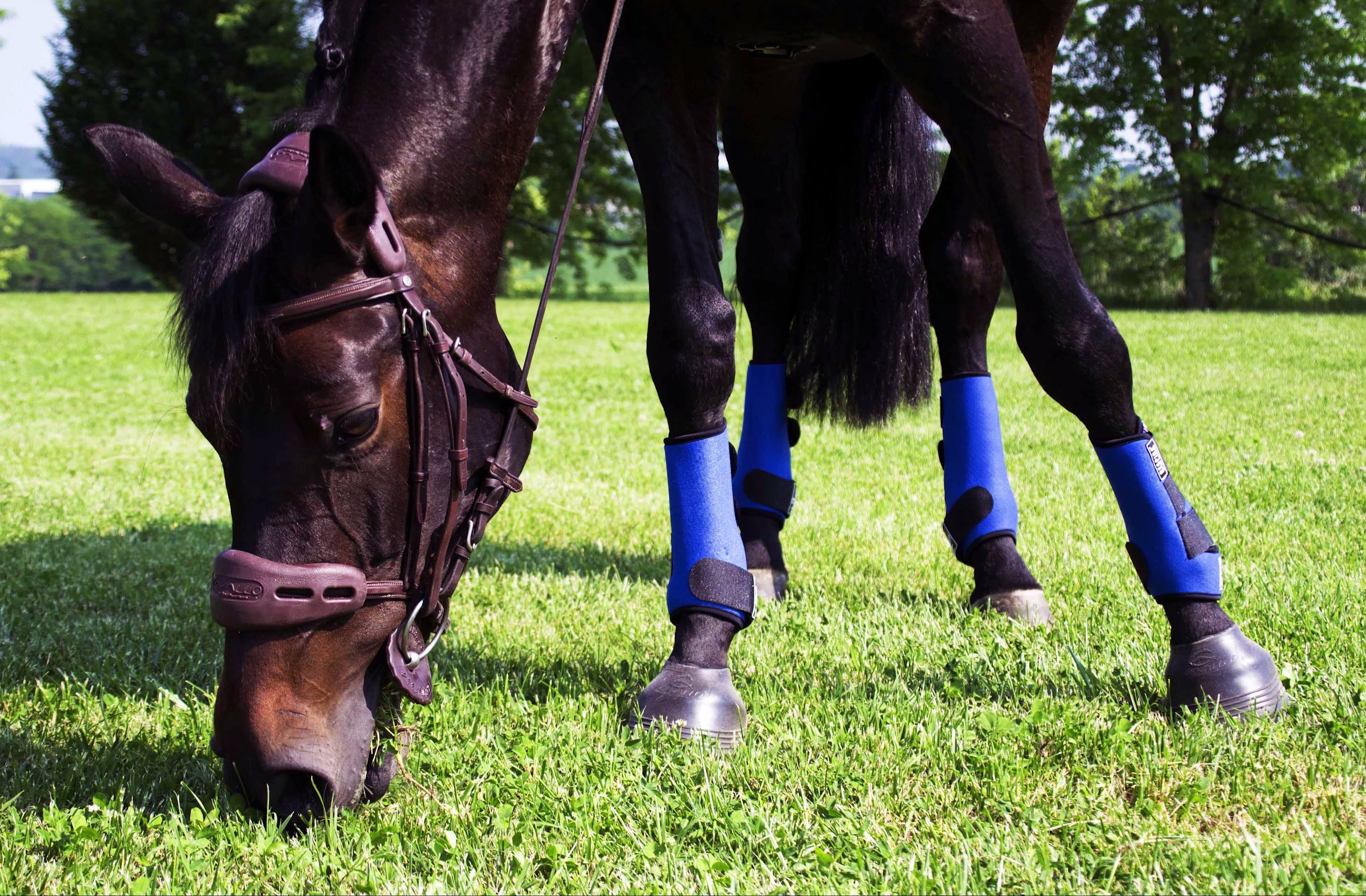 Acavallo Respira Newprene Horse Boots | Acavallo