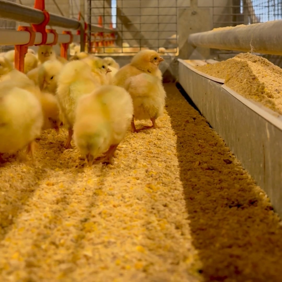 Little new laying hens arrived at the pullet farm after they broke out ...