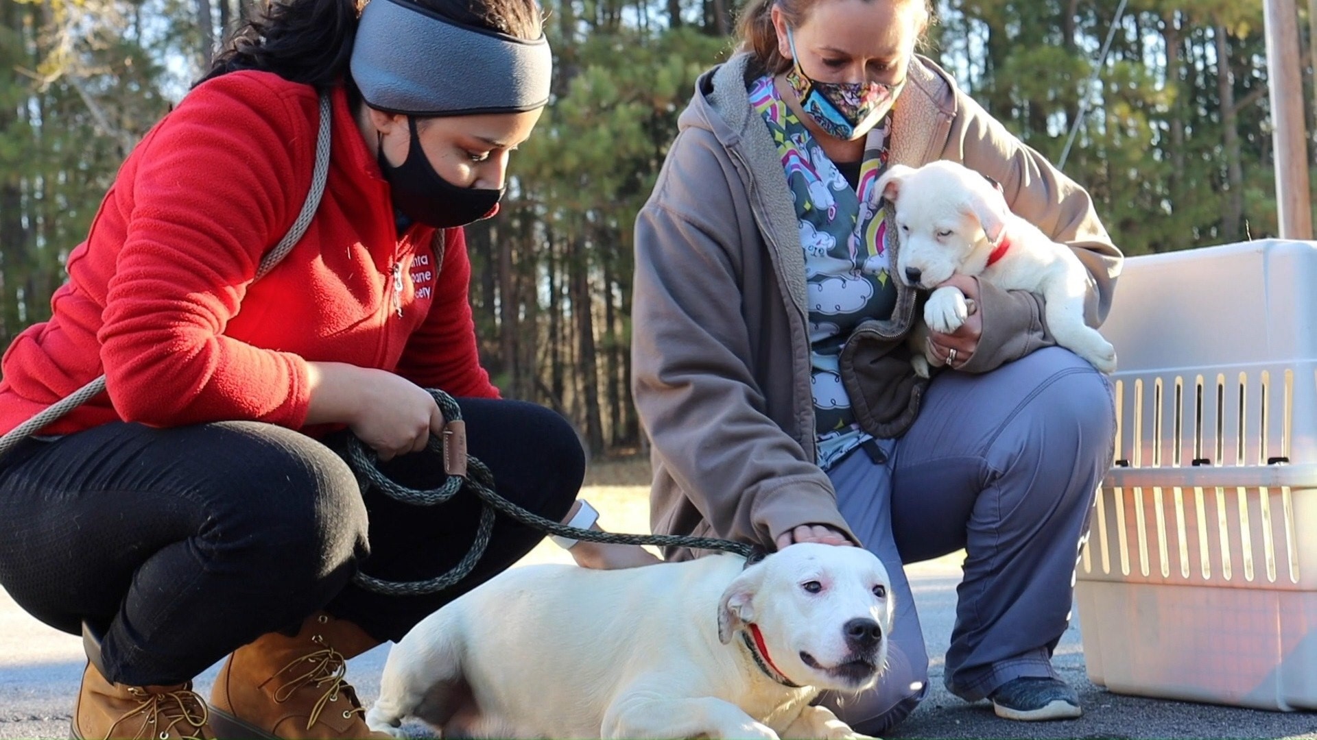 UPDATE: 29 Dogs Rescued From Neglect | UPDATE: Yesterday, our Animal ...