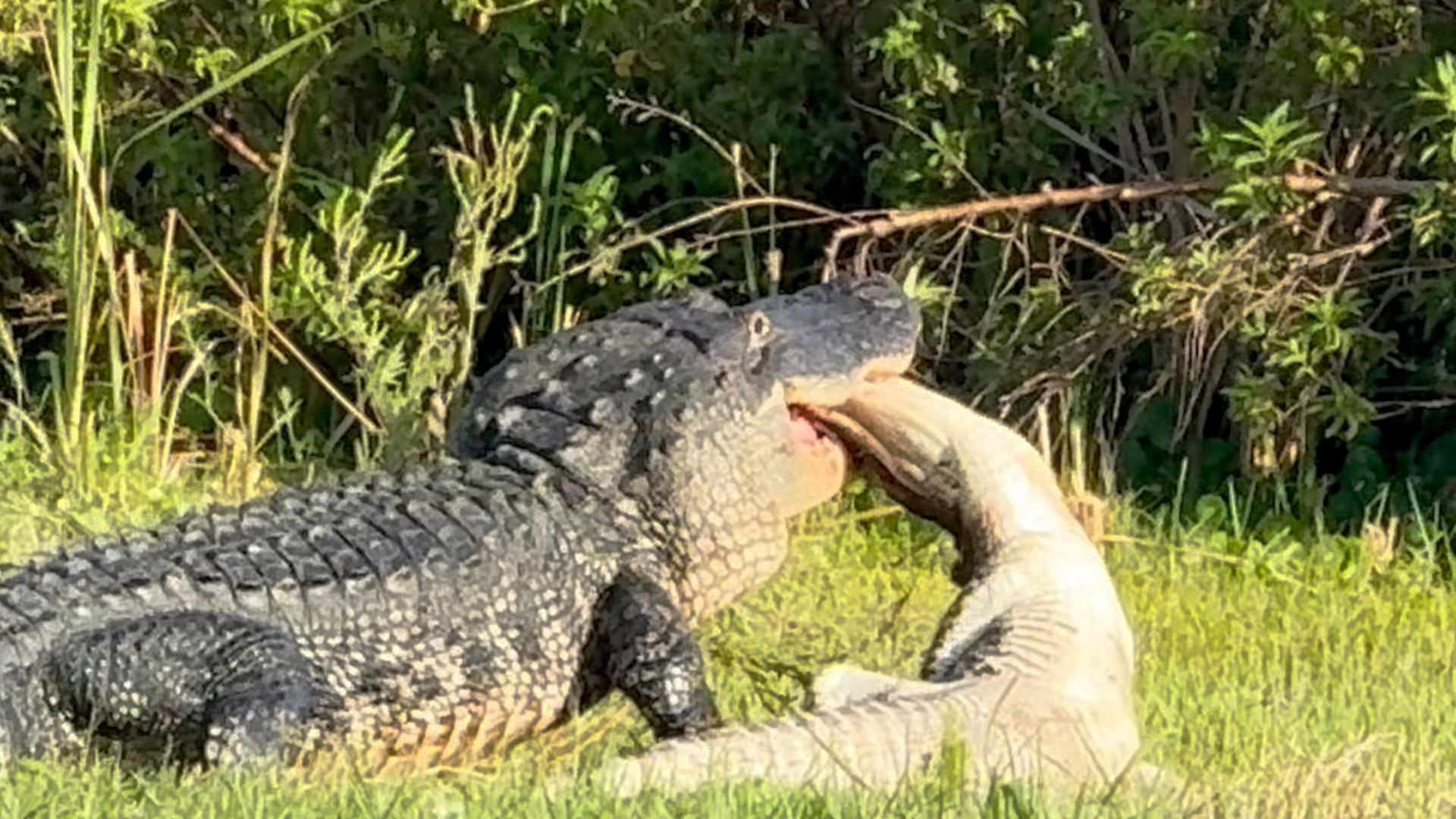 Just WOW! I found Bone Crushers offspring today at Apopka! Caught this ...