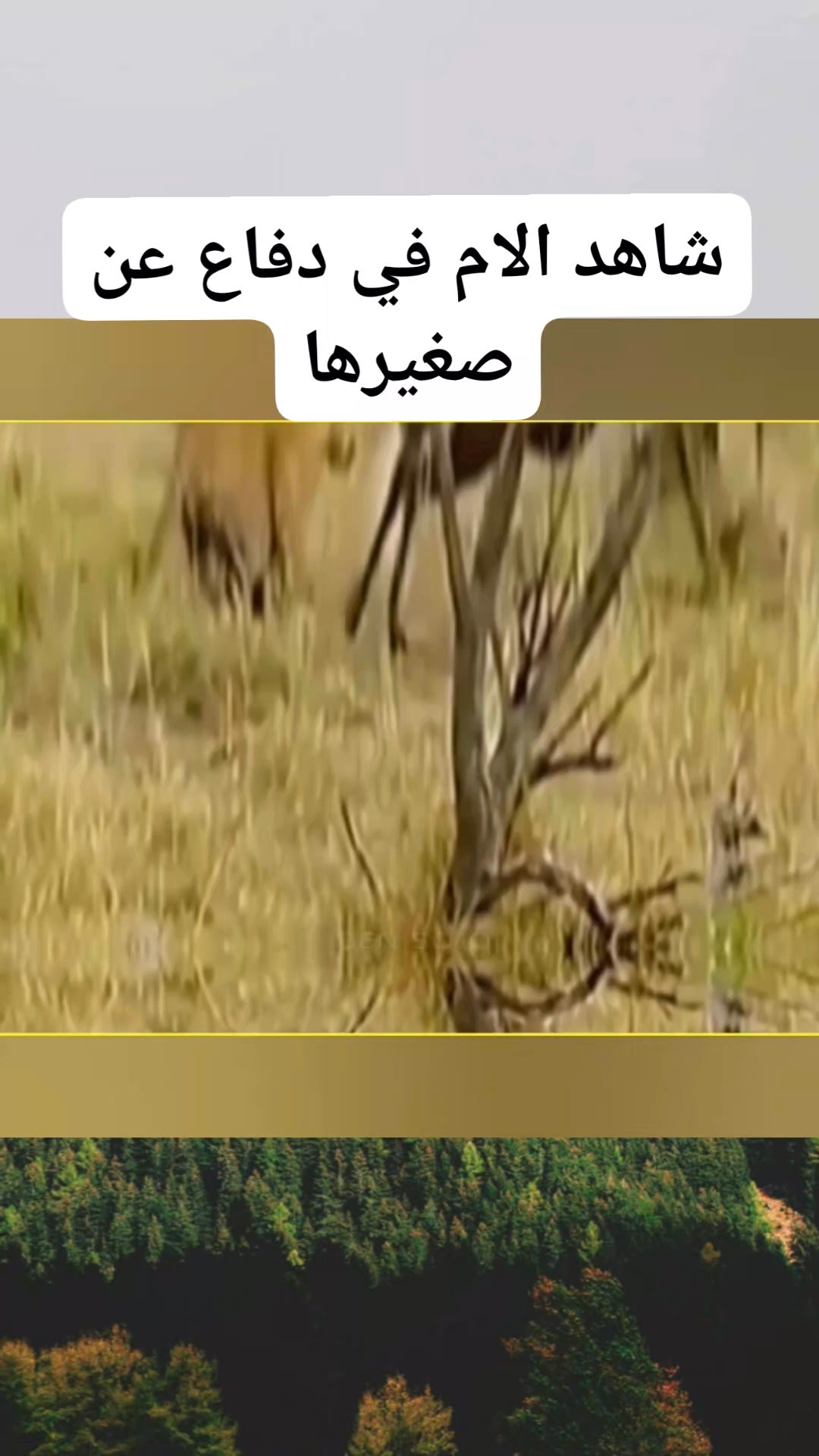 حيوان النو يدافع عن صغيرها #reels | الحيوانات المفترسة | Facebook