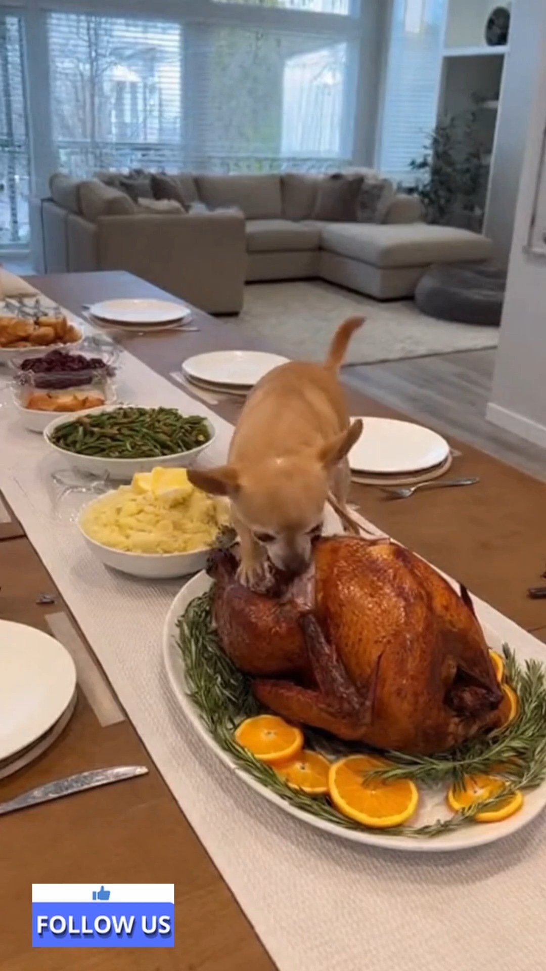 Chihuahua Steals Thanksgiving Turkey — Rottweiler Steps In 🐾🍗💥😂 # ...