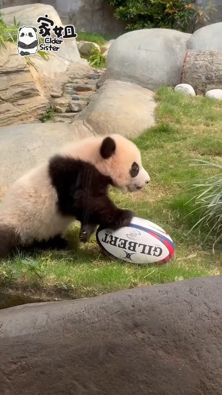 [#OPNews] Let's dive into the Rugby extravaganza.🔥 Embrace every ...