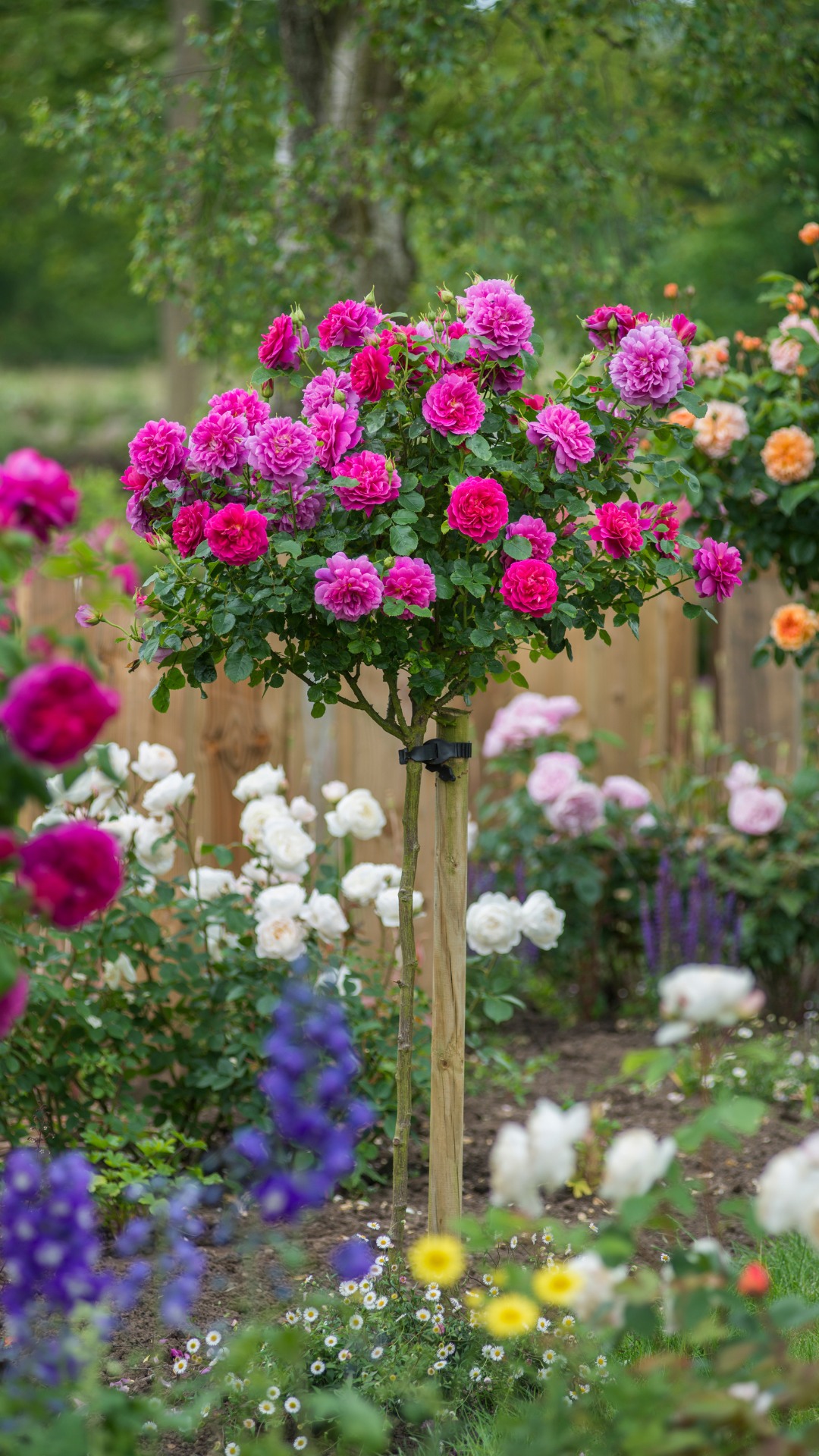 Standard tree roses bring height, structure and a touch of formality to ...