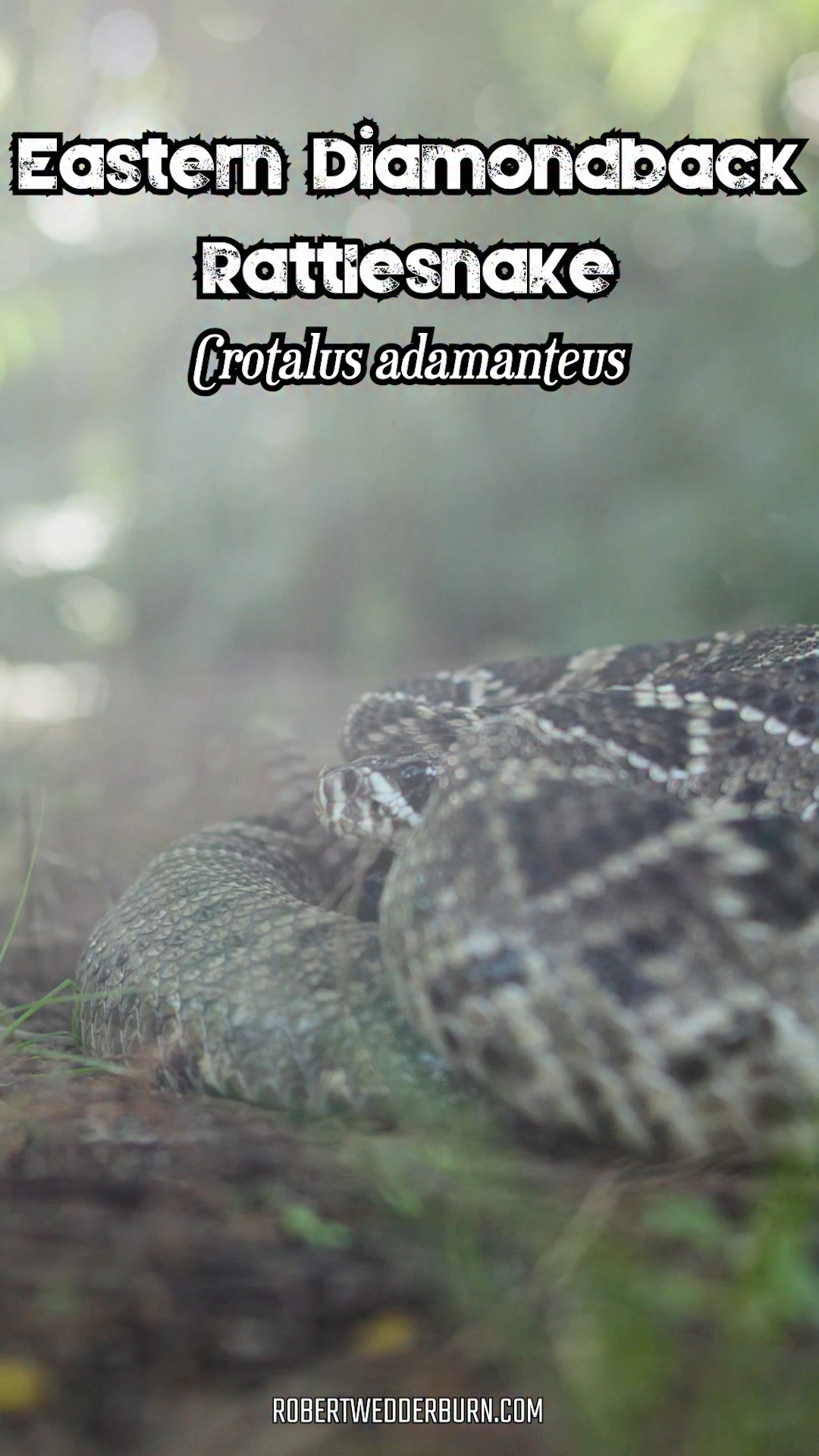 Take a closer look at the Eastern Diamondback Rattlesnake, a ...