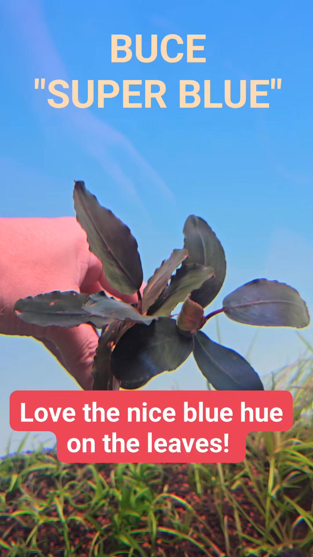 Bucephalandra super blue! New stock! Usually, we do not get plants