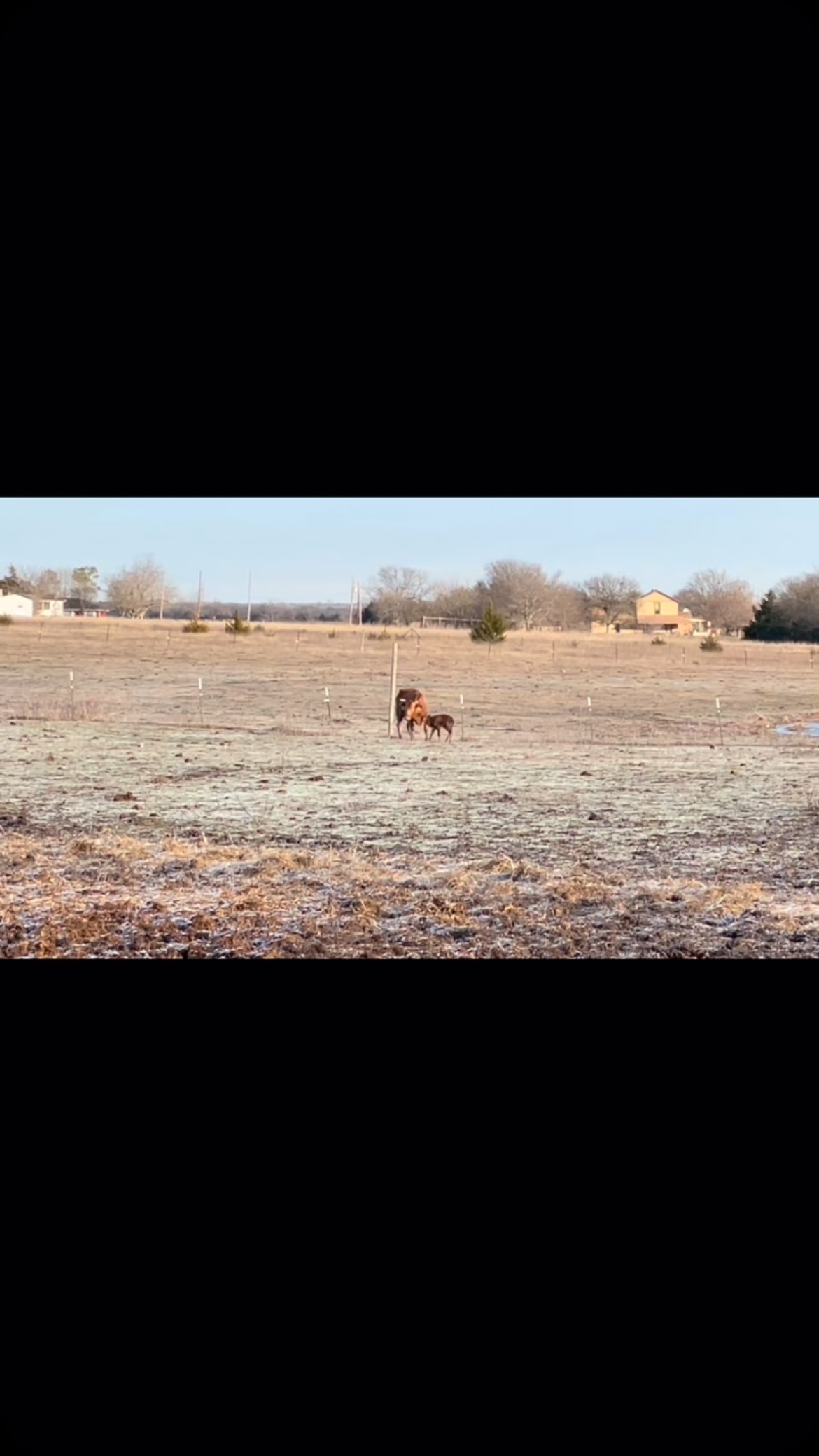 First calf of 2025 on the ground. #fyp #ranch #foryou #buckingbulls # ...