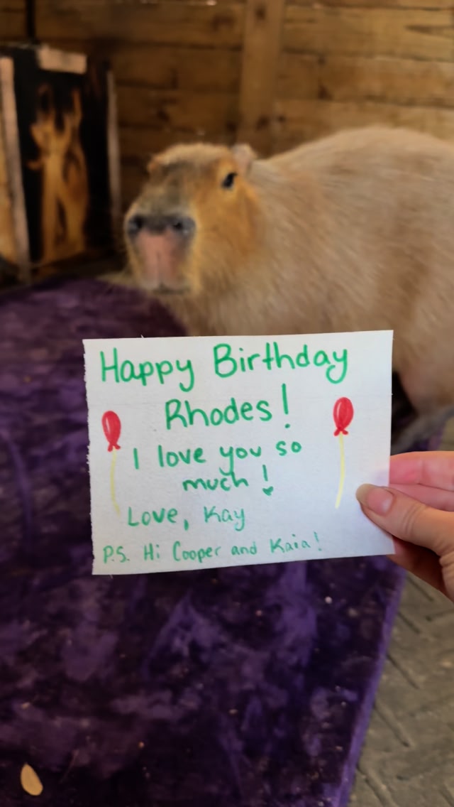 What a BIG snort from Pumpkin on this one 😂 Capy Birthday, Rhodes! 🥳 PS ...