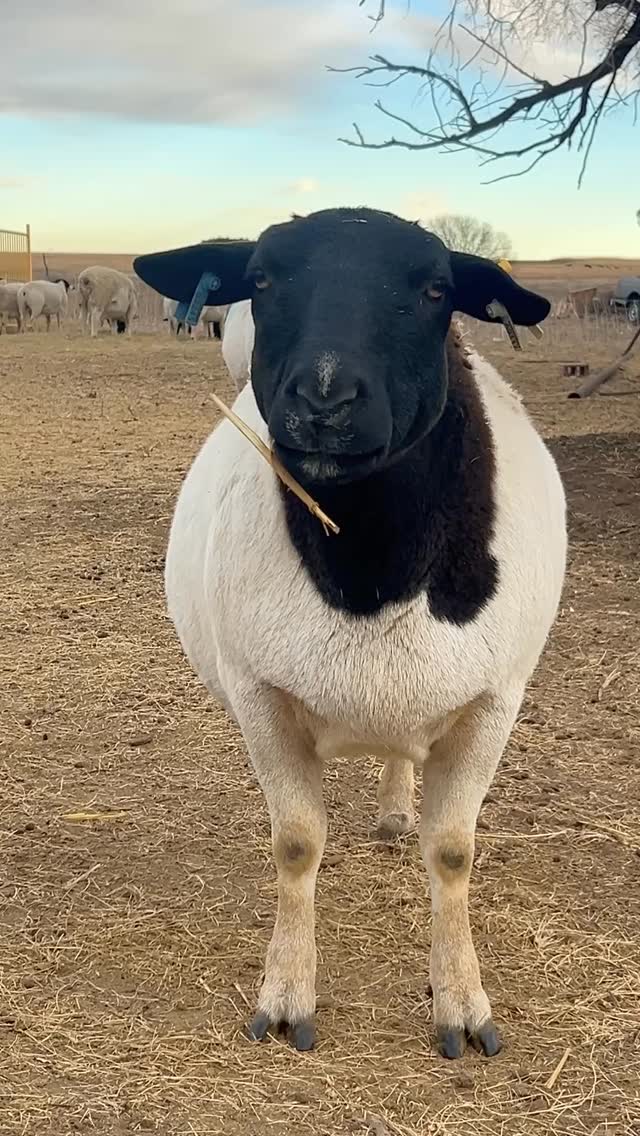 Do I have something in my teeth?😬 #sheep #dorper #ranchlife #farmlife ...