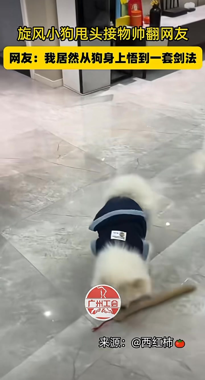 旋風小狗甩頭接物帥翻網友，網友：我居然從狗身上悟到一套劍法！ 🔗微信：廣州工會 / 來源：@西紅柿 🎶：偷功 Tornado puppy ...