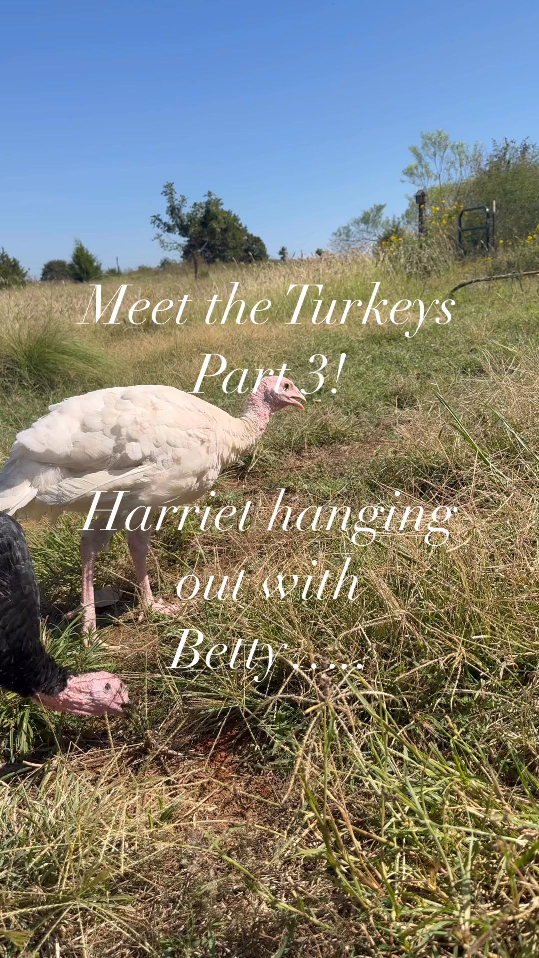 And lastly…Part three of meet the turkeys! The midget white girls are ...
