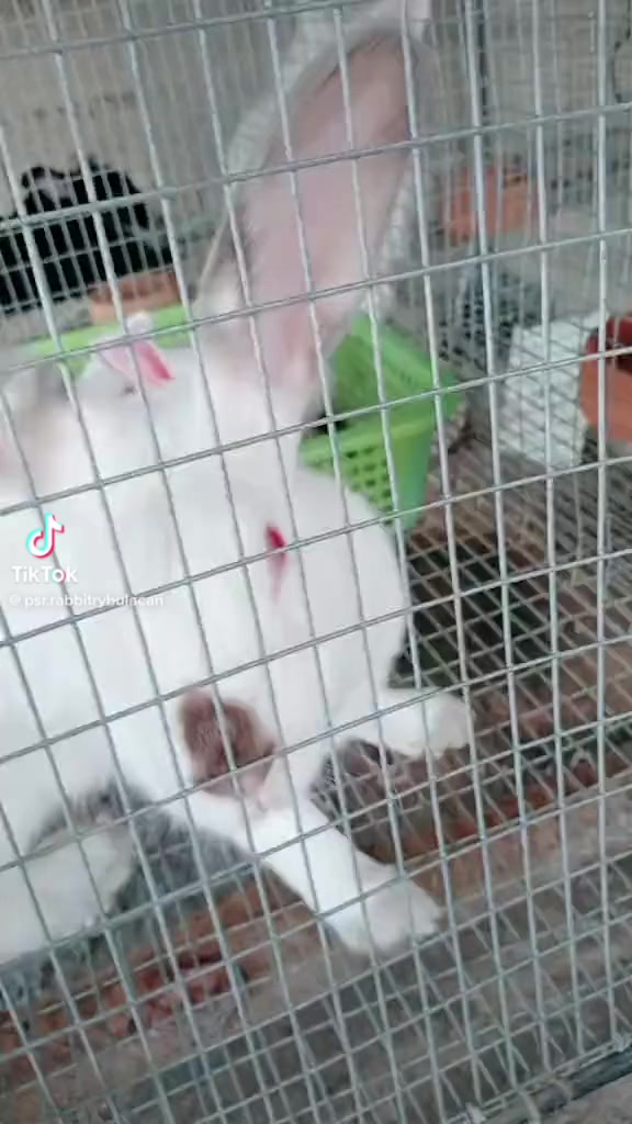 PSR Rabbitry Bulacan | Angat