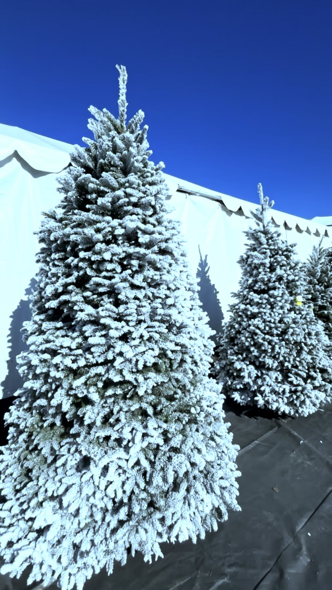 Fresh Christmas trees are officially here at Tanaka Farms! Because you ...