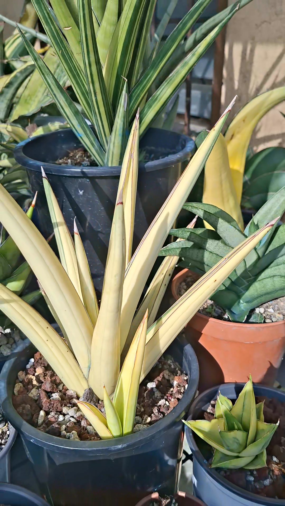 Sansevieria サンスベリア Pingren Variegated
