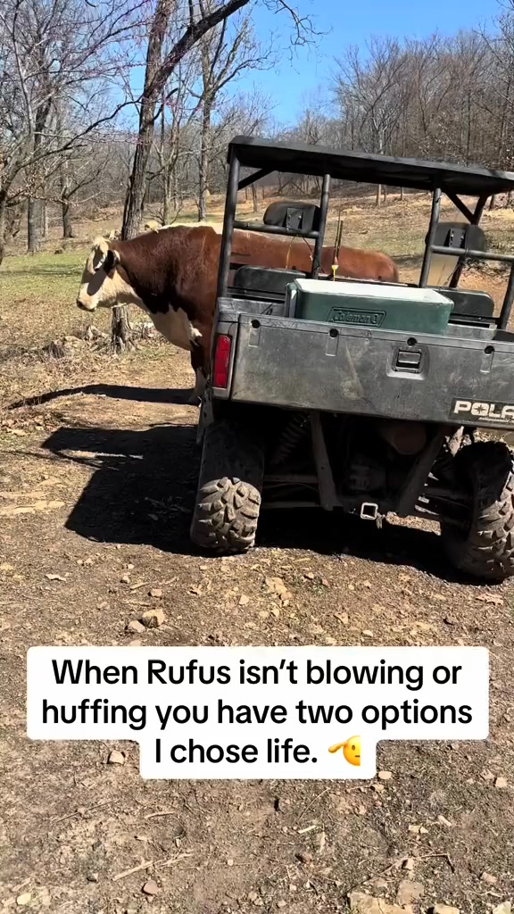 Rufus update #rufusthebull #redfordthebull | Rufus The Bull | Facebook