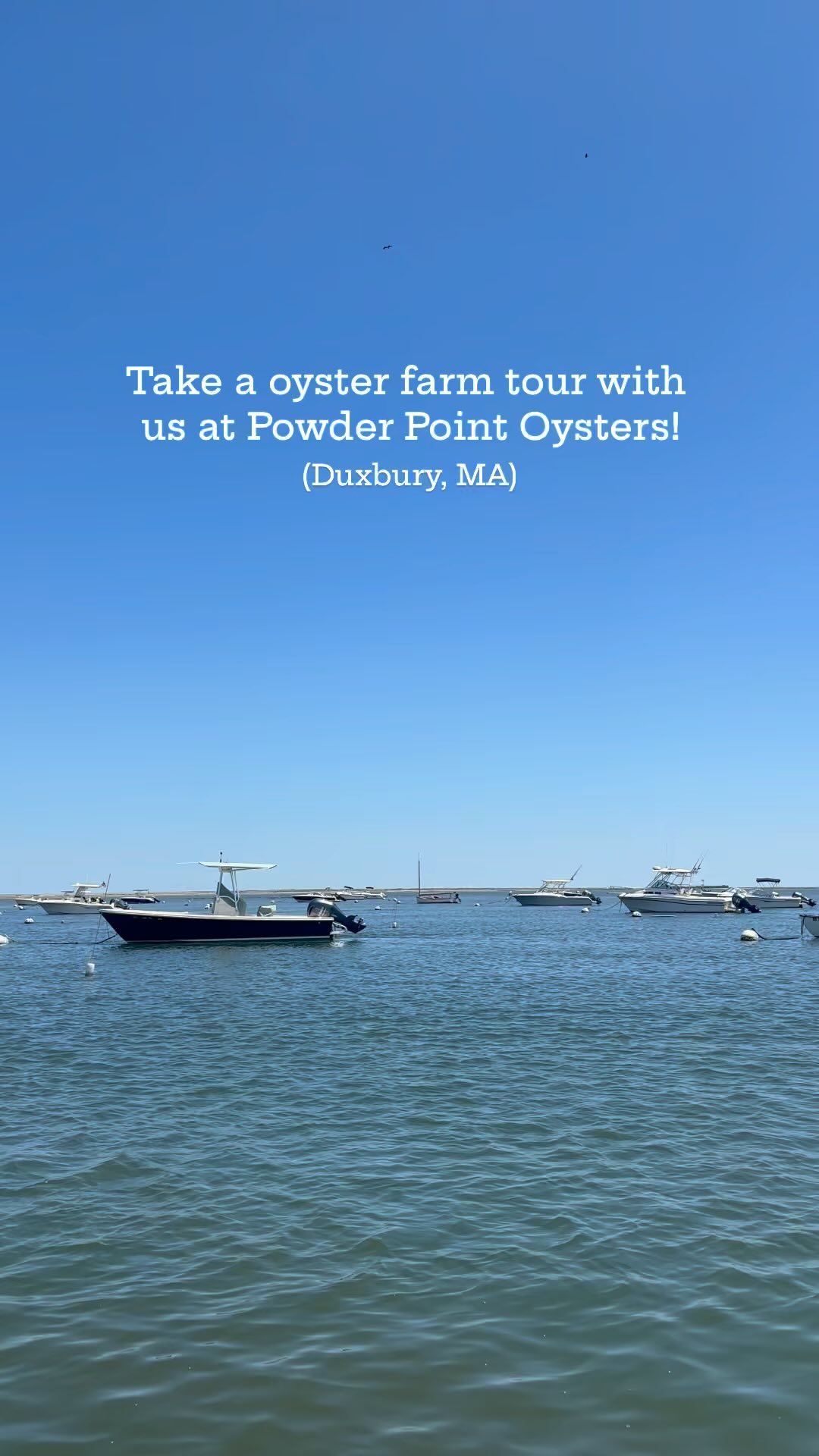 We’re diving into the world of premium oysters with Foley Fish and ...