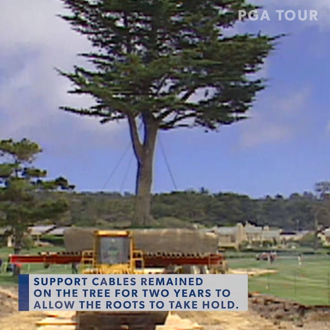 PGA TOUR - Moving a 465,000-pound tree ... 🌳😳 The iconic... | Facebook