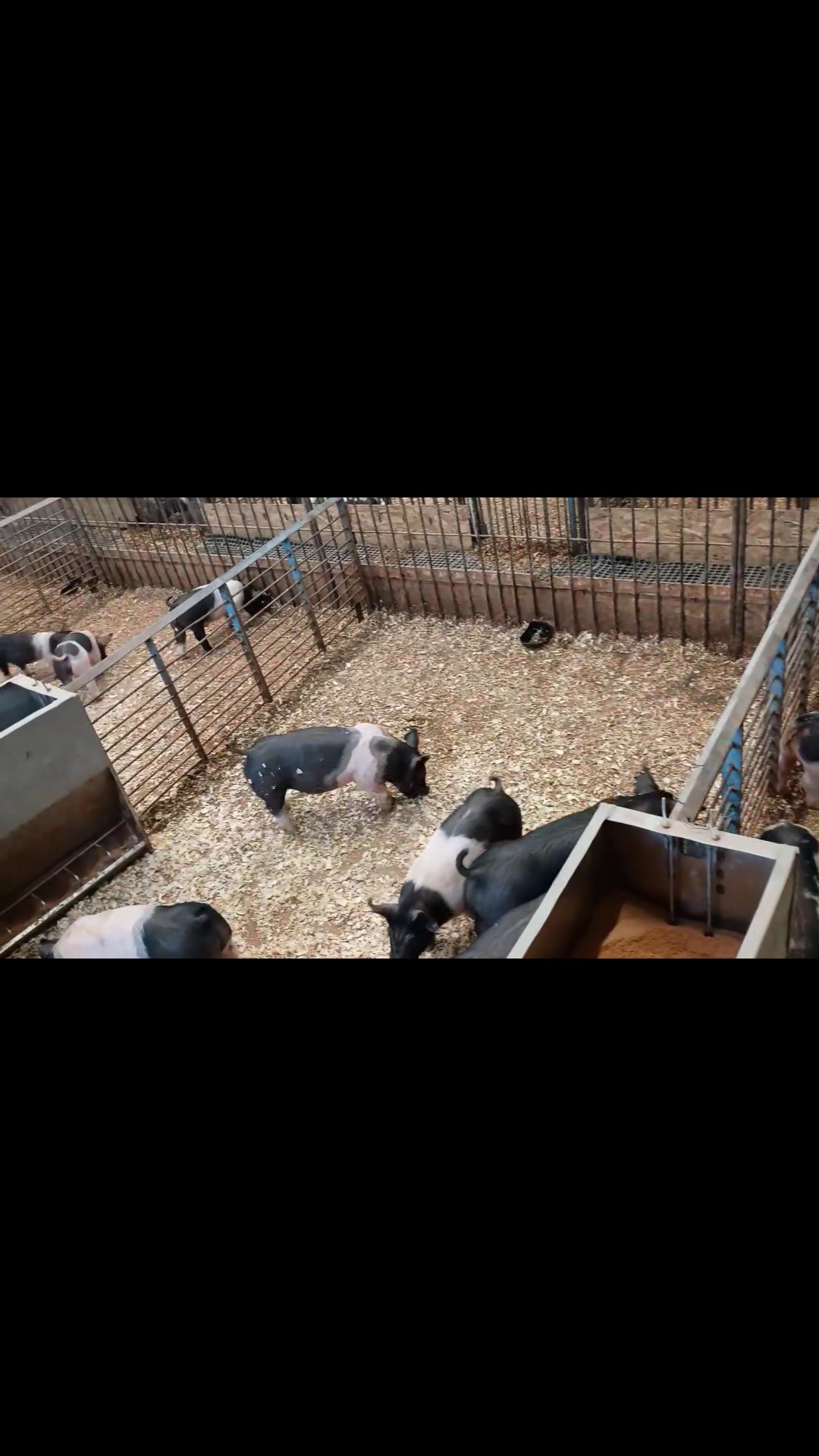 The show barn has been reloaded with our mid January pigs.🐽 These are ...