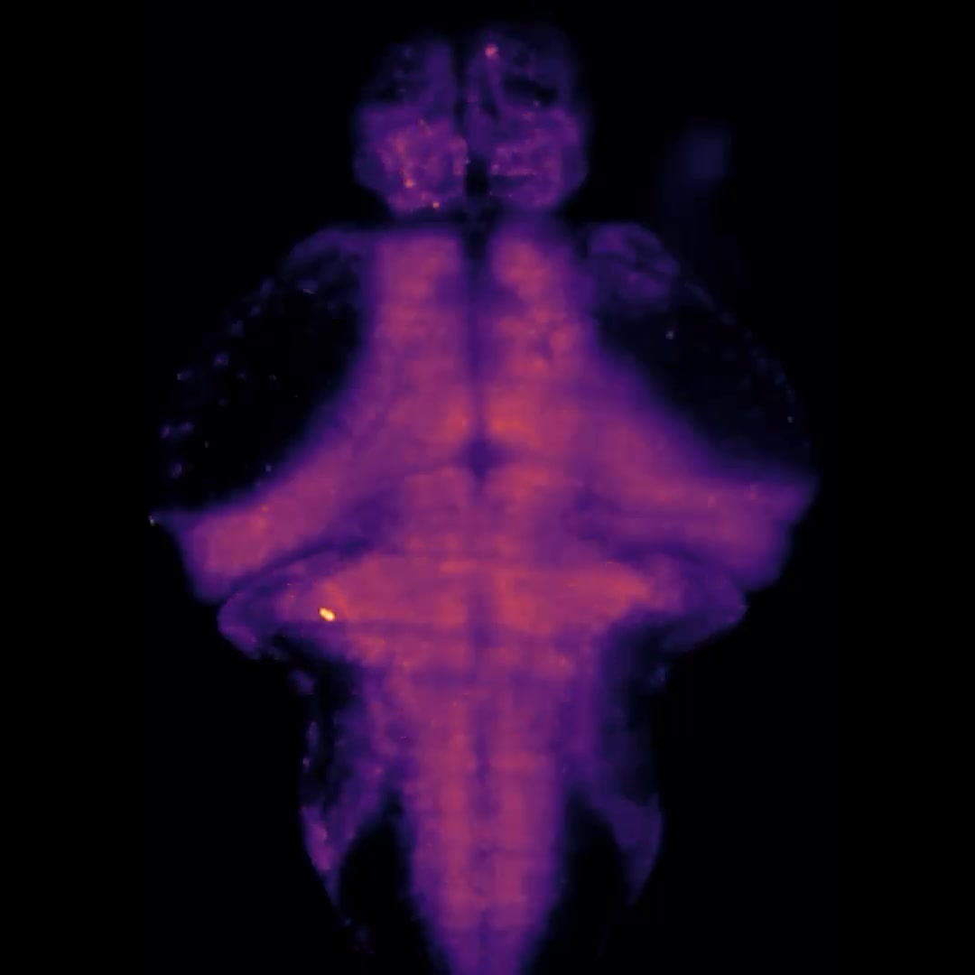 Ever seen a brain scan of a fish listening to music? 🎶🐟 A speaker ...
