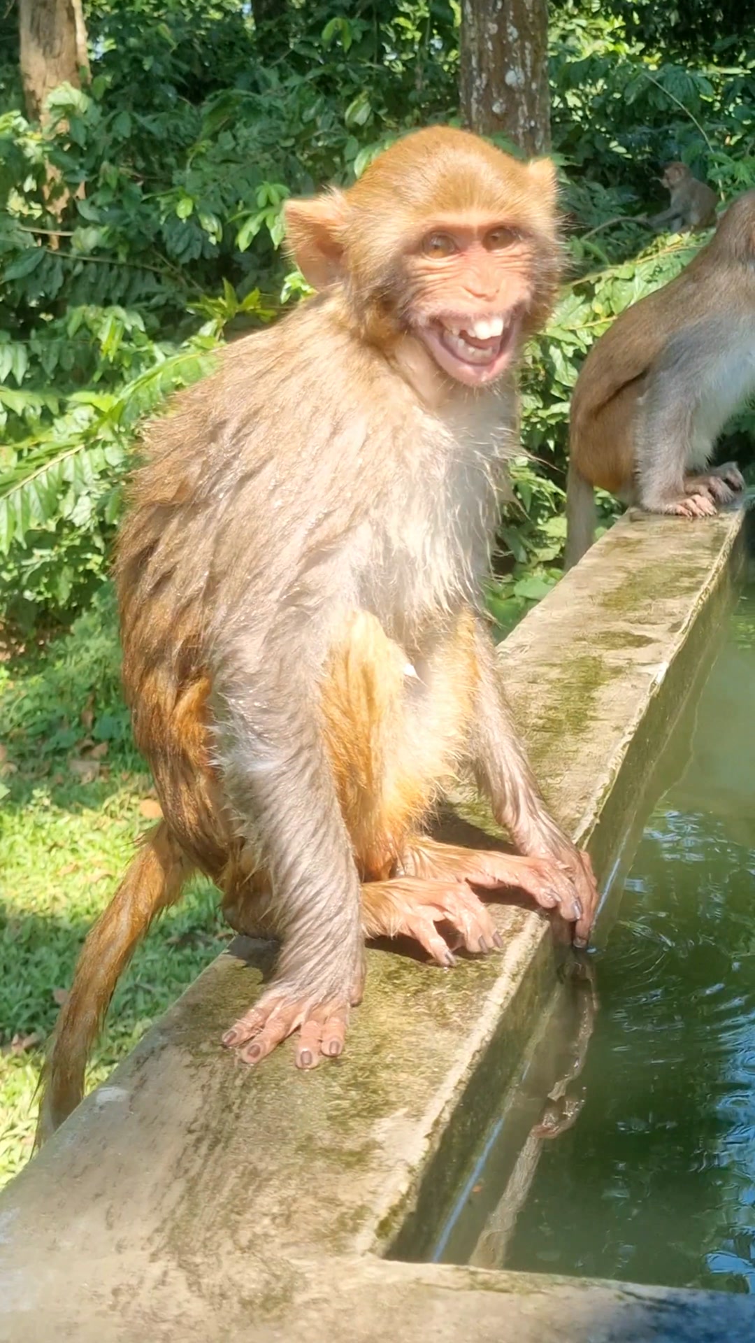 It looks like the monkey is trying to laugh😀😂 . . . . . . . . # ...