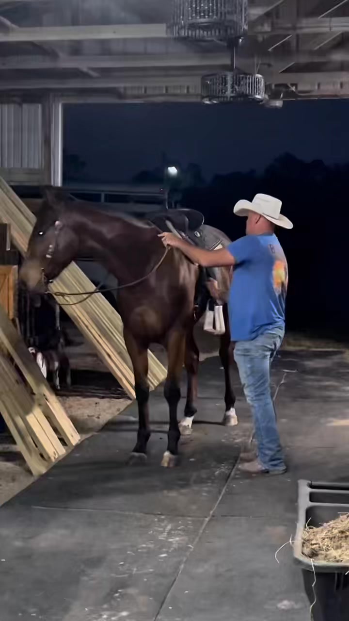 Here is the video of the gelding. This sure enough is a pretty boy ...