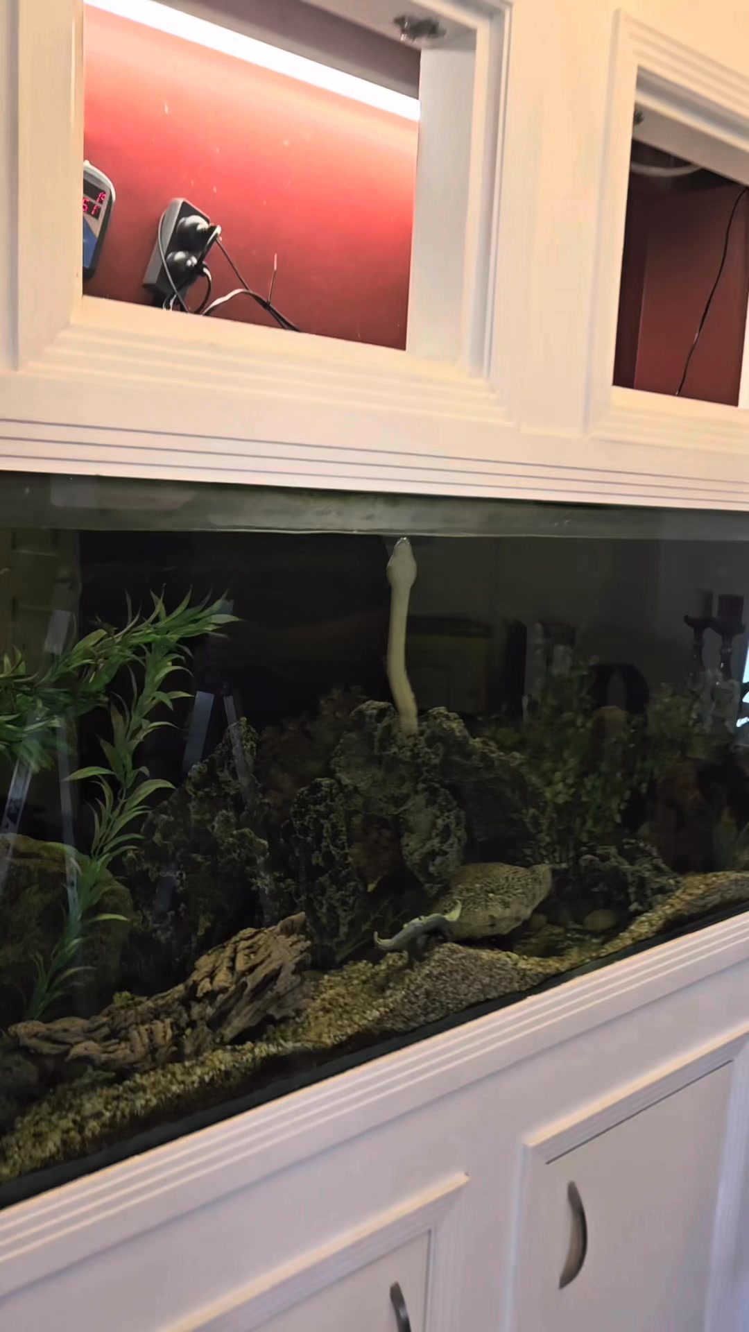Snake in a fish tank! 🐠 🐍 This Coastal Carpet Python literally ...
