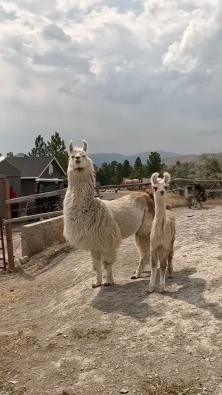 Windy Ridge Llama Ranch