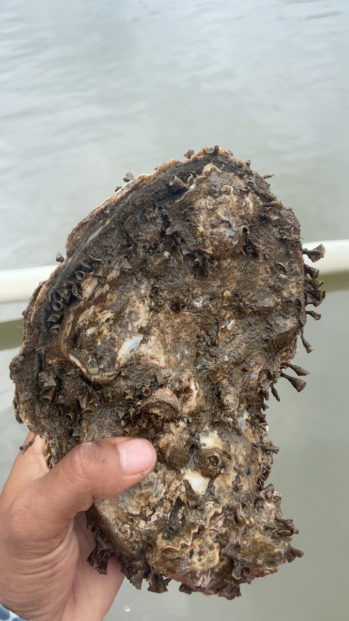 Giant oyster🦪🦪#reels | Page ni Balong | Facebook