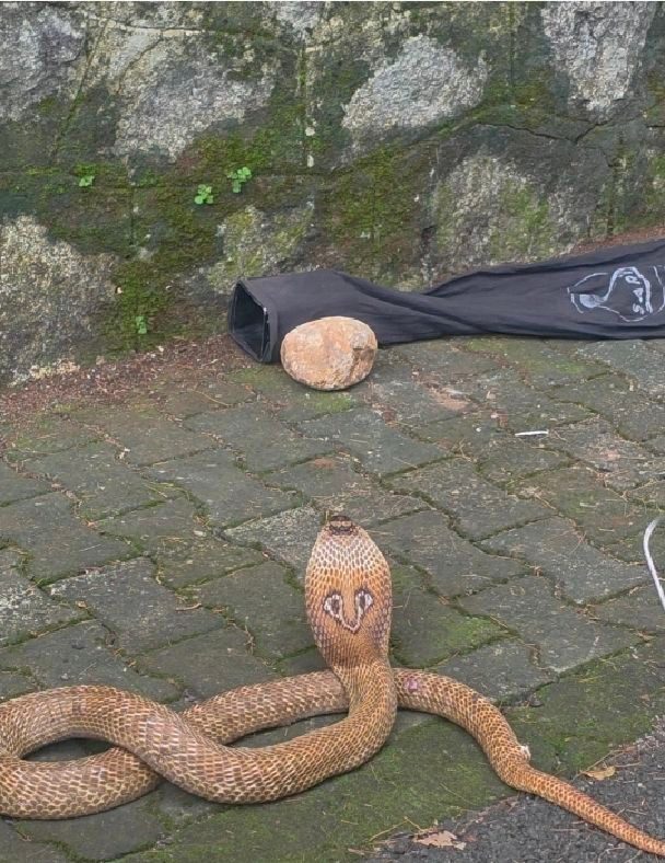 SARPA Snake Rescue Training.. Trainer Sre Y. Muhammad Anvar Sir | Raji ...
