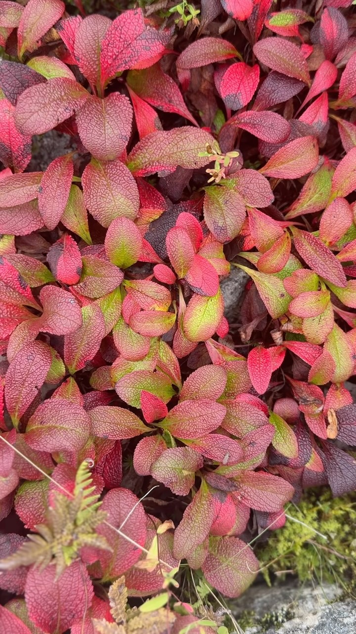空気の中にも、園内にも、秋の気配が🍁 Autumn is in the air and
