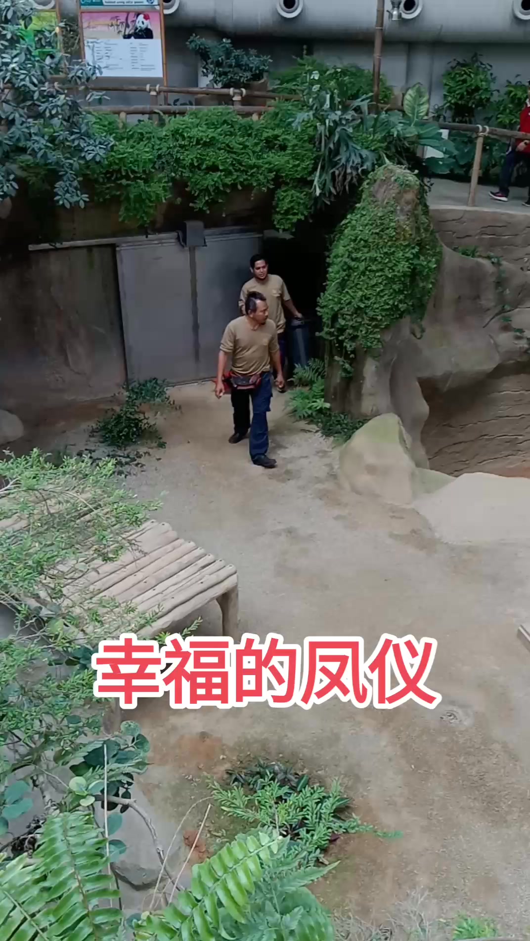 28-12-2024 幸福的凤仪惬意的躺着等待心爱奶爸的投喂🥰细心的奶爸还检查了一下凤仪的睡床💖 #马来西亚国家动物园 | Chin Lee ...