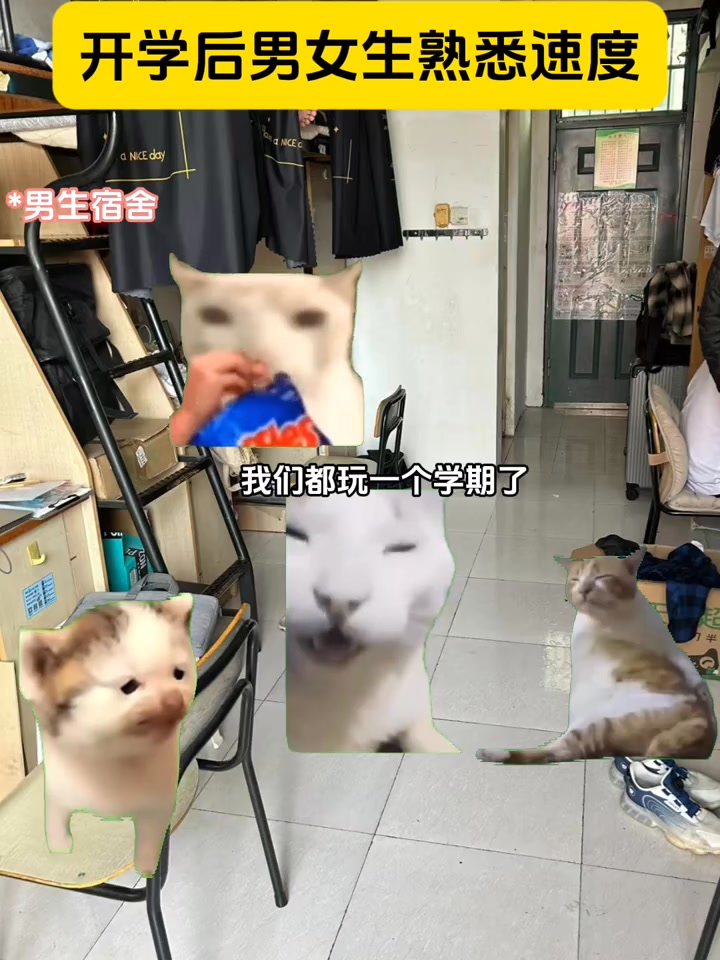 开学后男女生熟悉速度 #猫meme #猫meme小剧场 #故事来源于网络 #真实改编 #每日一笑 #抽象 #fyp #喵喵小剧场 | 喵喵小 ...