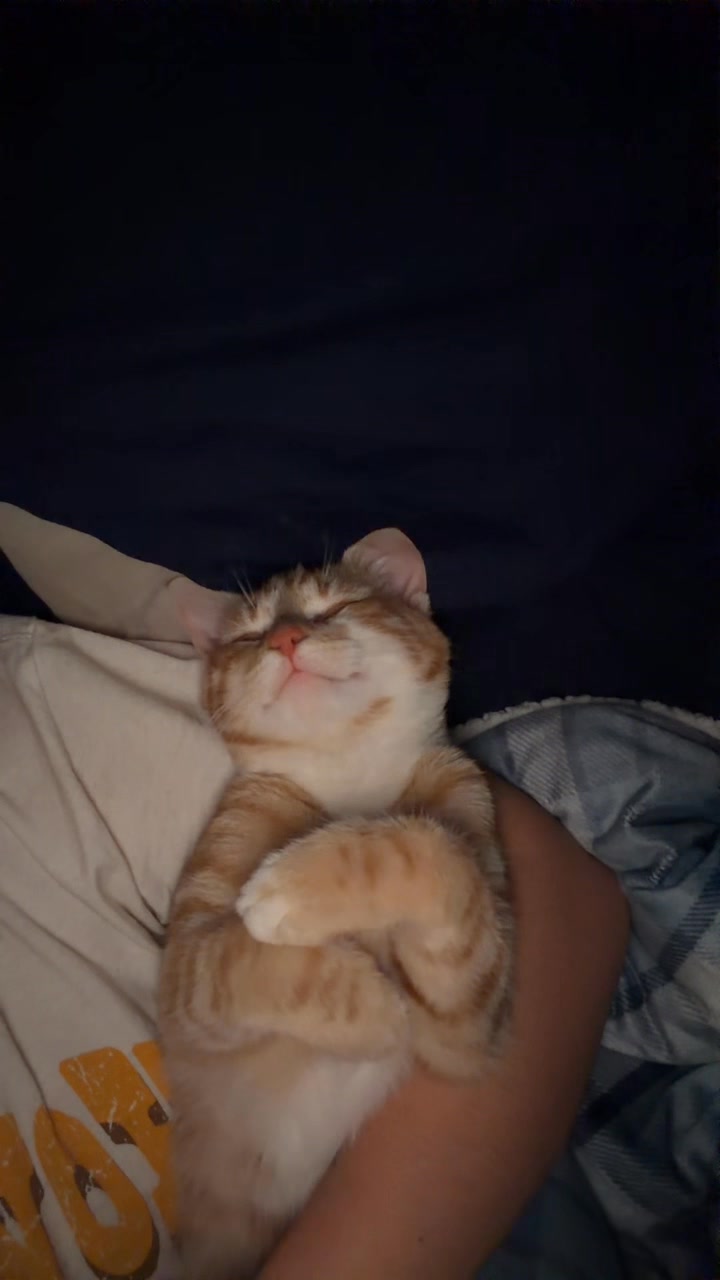 Why does my huge orange kitten sleep so much?