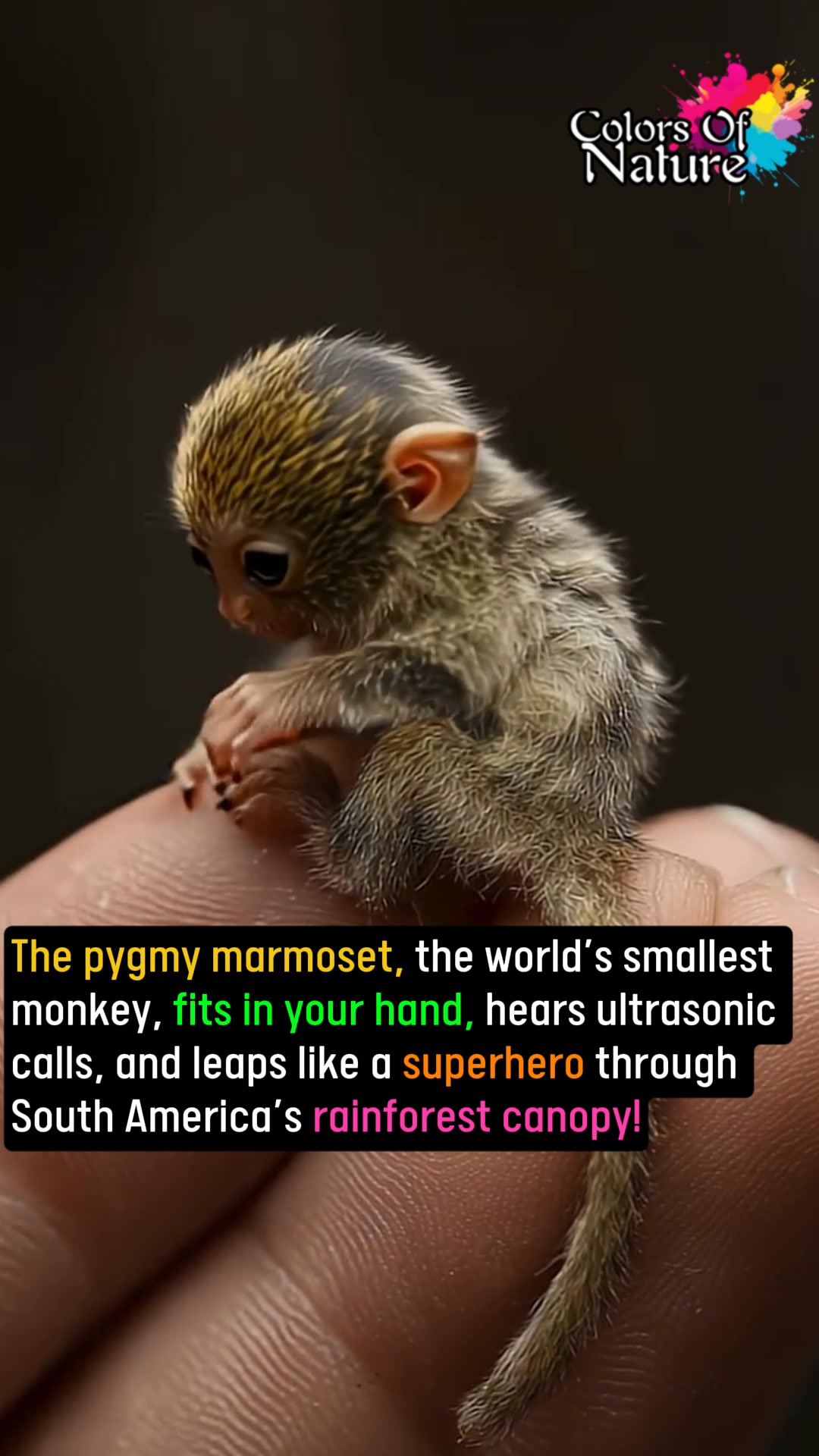 Pygmy marmosets | Colors Of Nature | Facebook