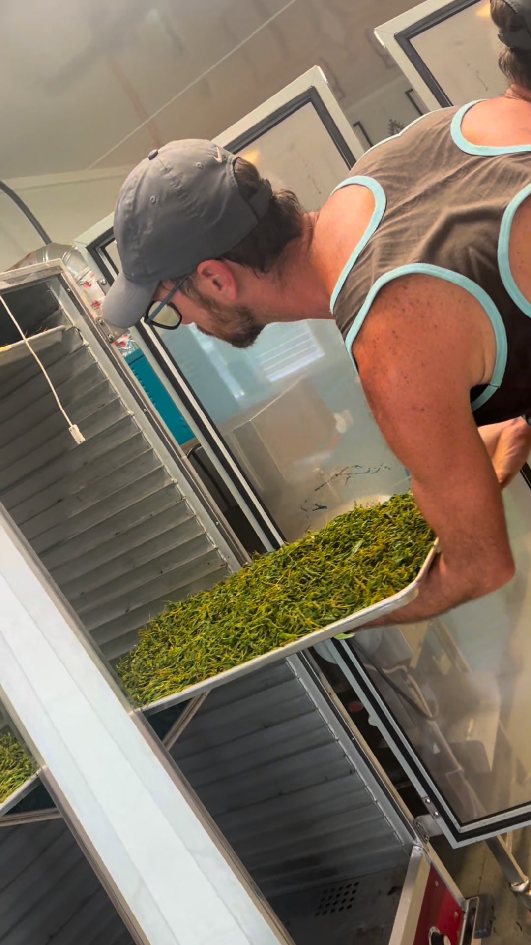 Rocking at the tea USA tea farm. | The Great Mississippi Tea Company ...