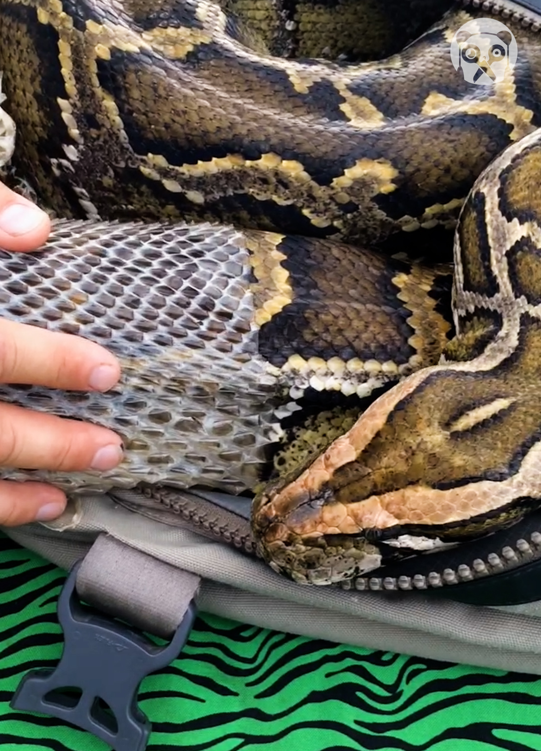 Veterinarian helps python shed its skin | Relate Again | Facebook